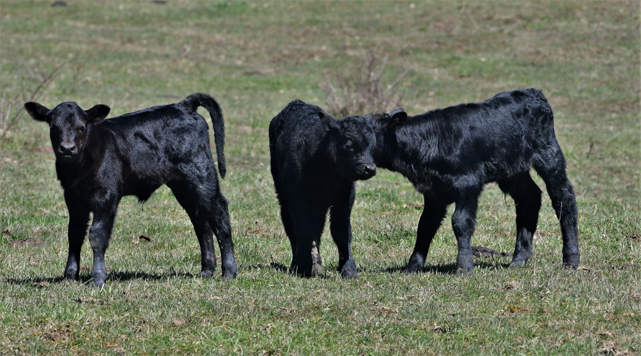 Five W Ranch